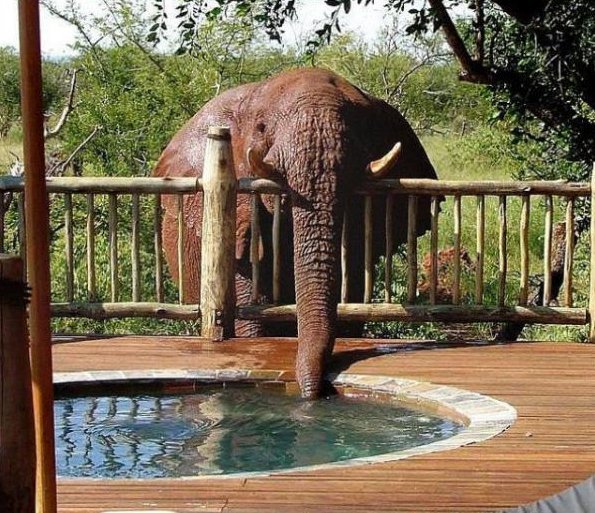 Szomjas elefánt