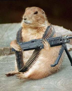 squirrelrambo.jpg