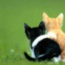 Ne búsulj Cirmi,...