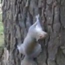 Részeg mókus