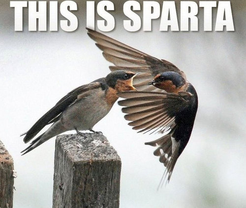 Sparta