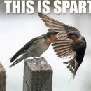 Sparta