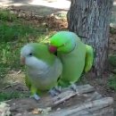 Szerelmes papagáj