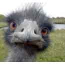 Emu